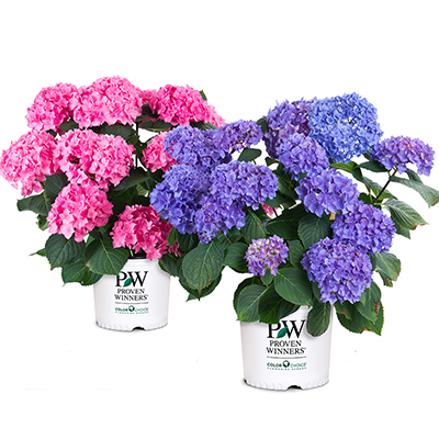 Preview of Producing H. macrophylla with blue flowers PDF