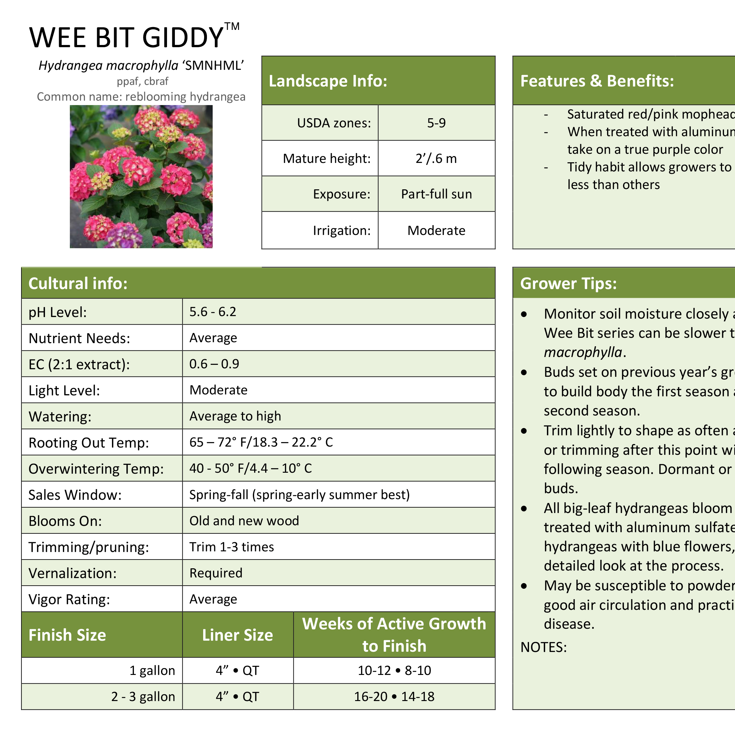 Preview of Wee Bit Giddy® Hydrangea Professional Grower Sheet PDF