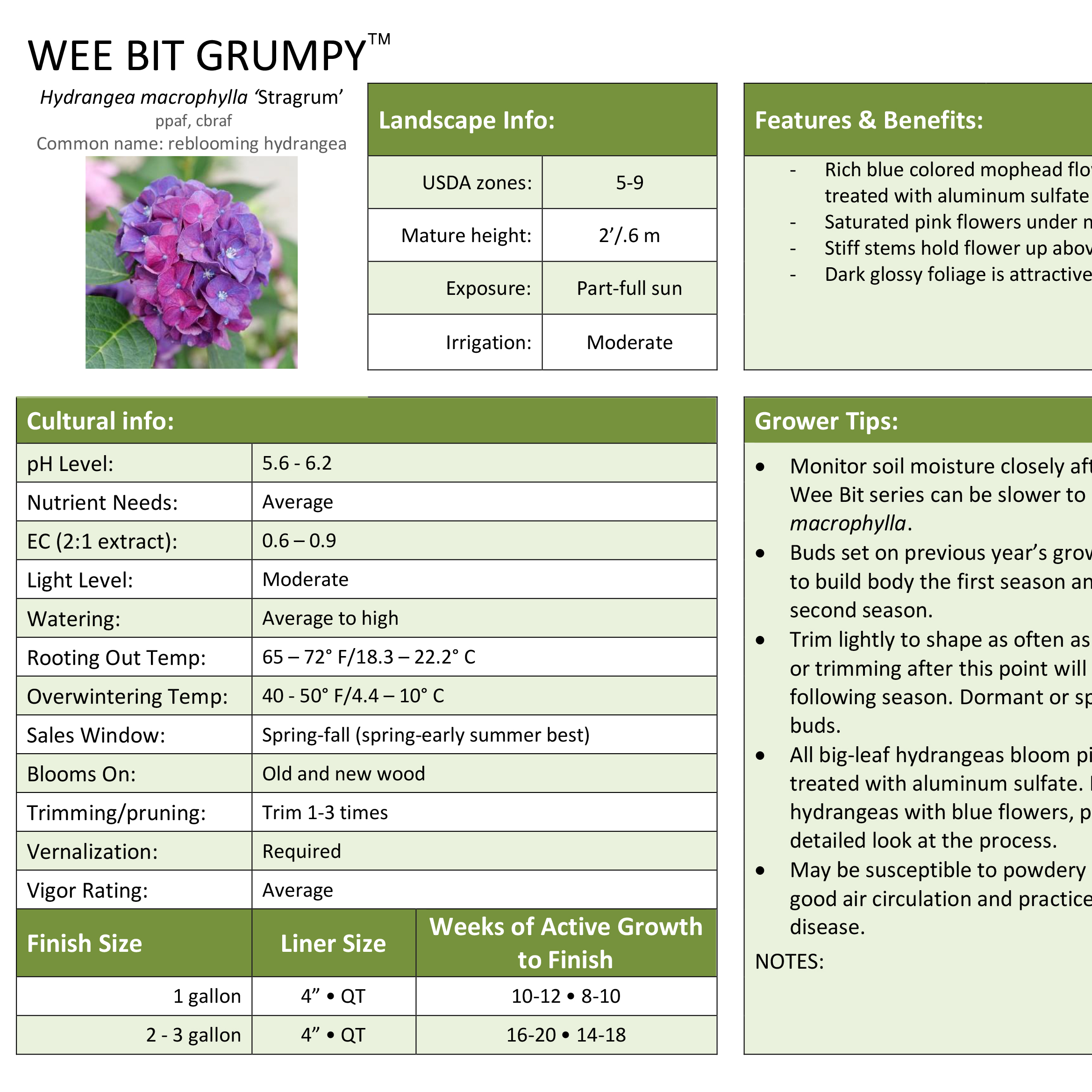 Preview of Wee Bit Grumpy® Hydrangea Professional Grower Sheet PDF