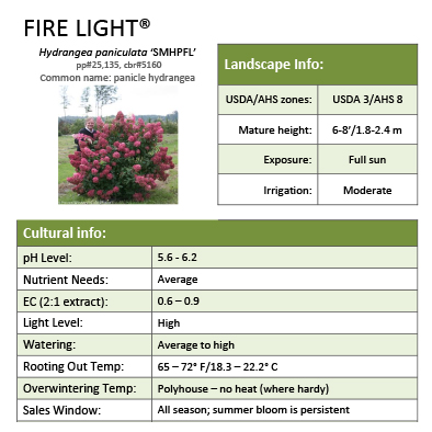 Preview of Fire Light® Panicle Hydrangea PDF