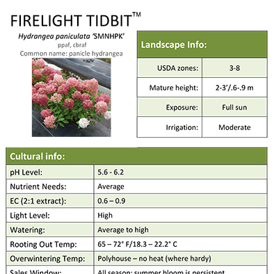 Preview of Fire Light Tidbit® Hydrangea Grower Sheet PDF