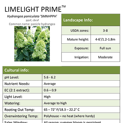 Preview of Limelight Prime® Hydrangea Grower Sheet PDF
