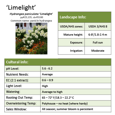 Preview of ‘Limelight’ Hydrangea Grower Sheet PDF