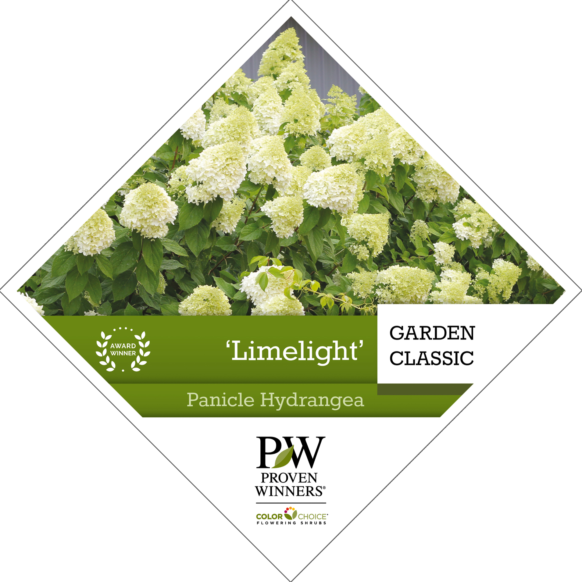 Preview of ‘Limelight’ Hydrangea Tag PDF