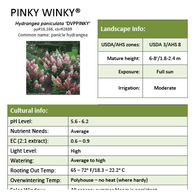 Preview of Pinky Winky® Hydrangea Grower Sheet PDF
