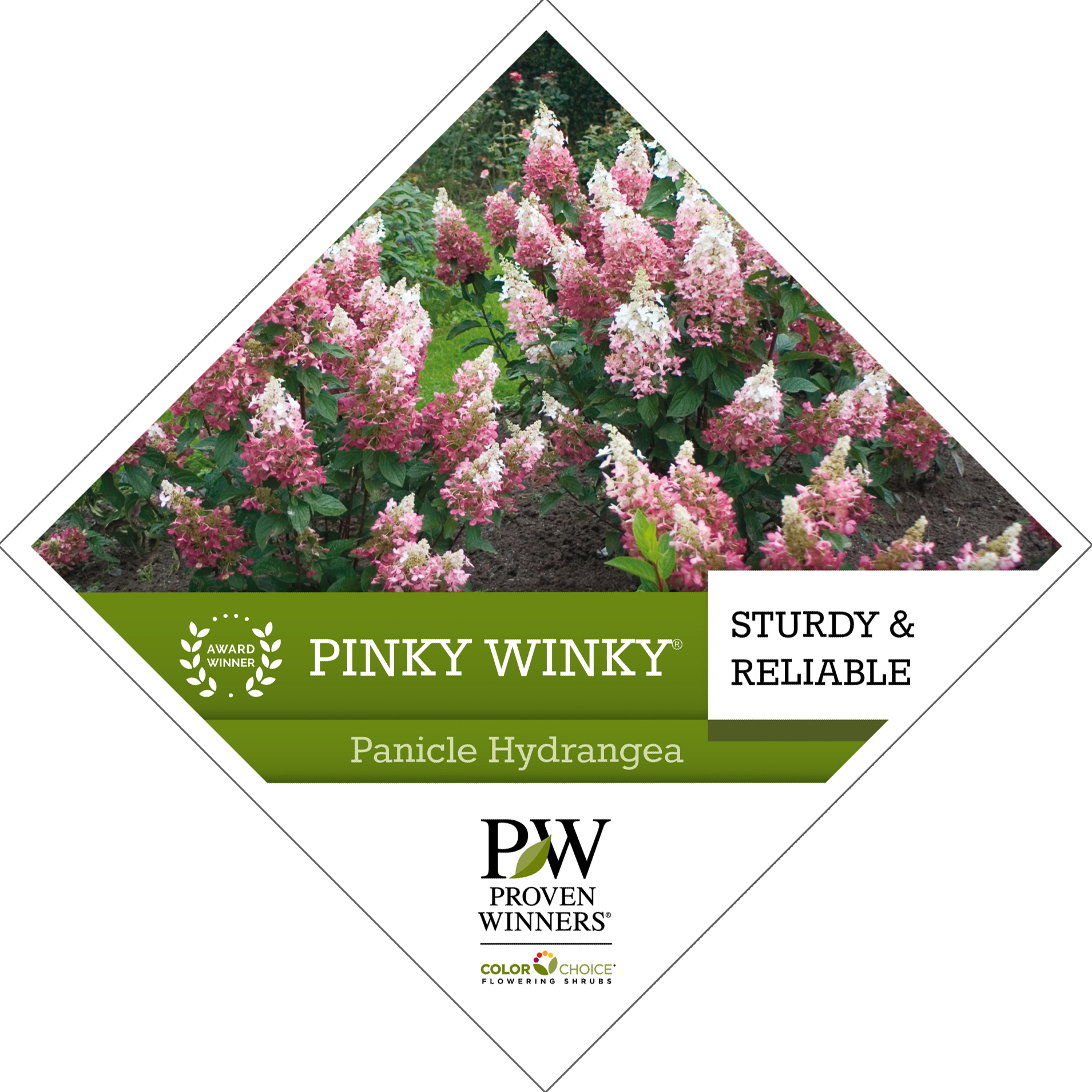 Preview of Pinky Winky® Hydrangea Tag PDF