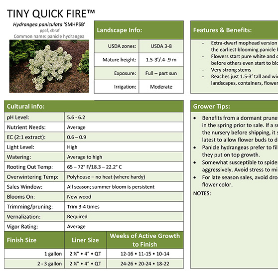 Preview of Tiny Quick Fire™ Hydrangea Grower Sheet PDF