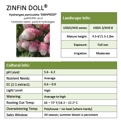 Preview of Zinfin Doll® Hydrangea Grower Sheet PDF