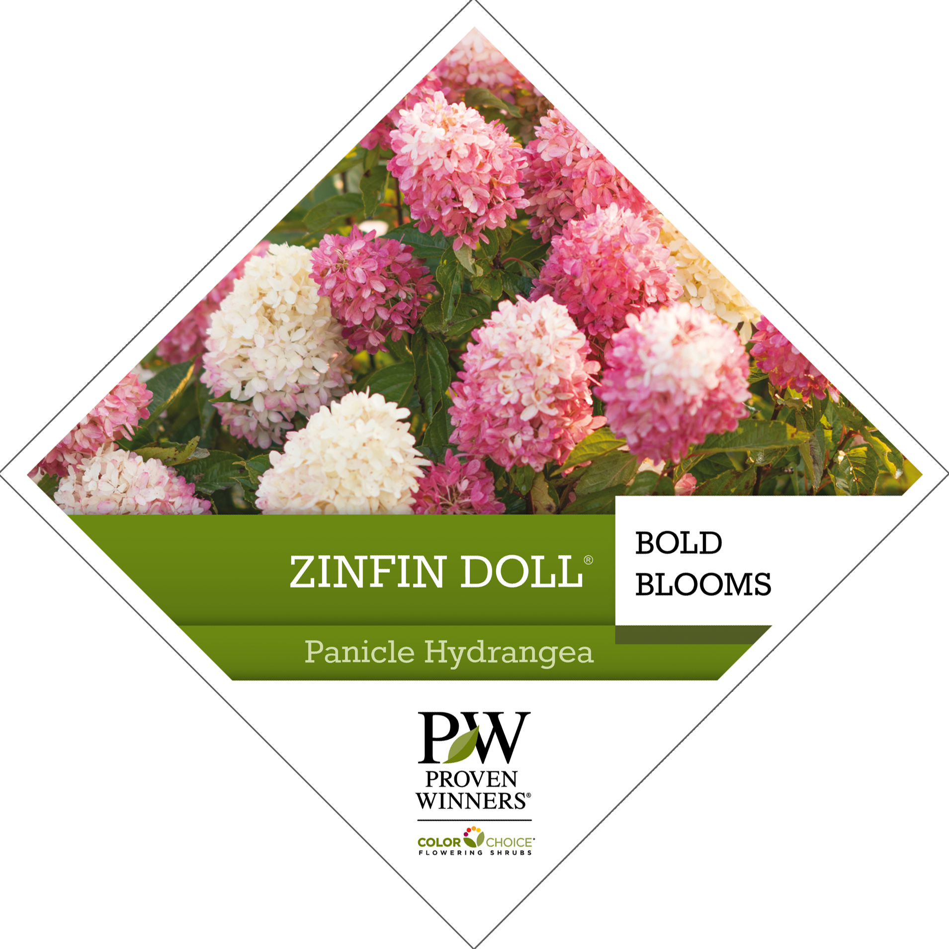 Preview of Zinfin Doll® Hydrangea Tag PDF