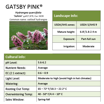 Preview of Gatsby Pink® Hydrangea Grower Sheet PDF