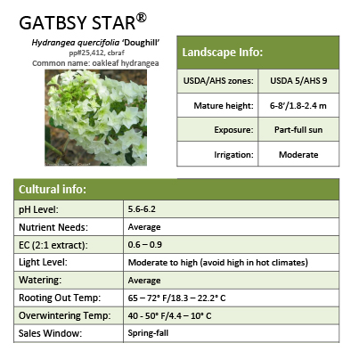 Preview of Gatsby Star® Hydrangea Grower Sheet PDF
