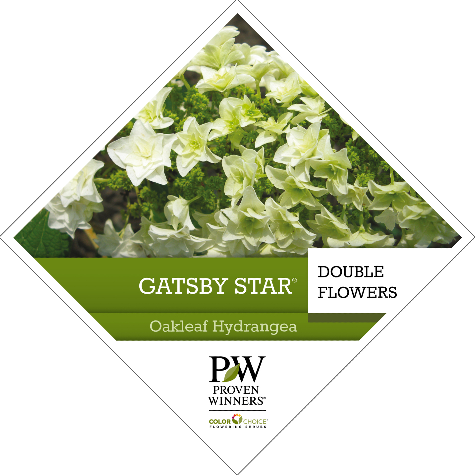 Preview of Gatsby Star® Hydrangea Tag PDF