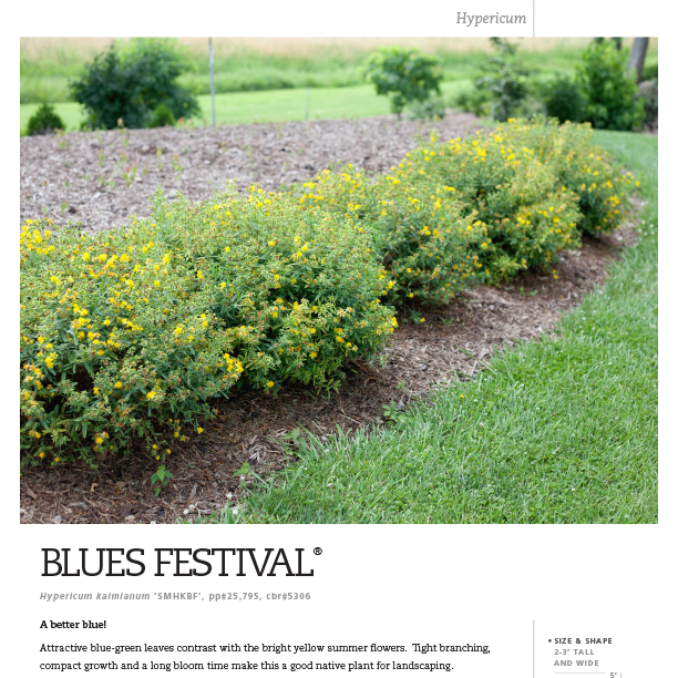 Preview of Blues Festival® Hypericum Spec Sheet PDF