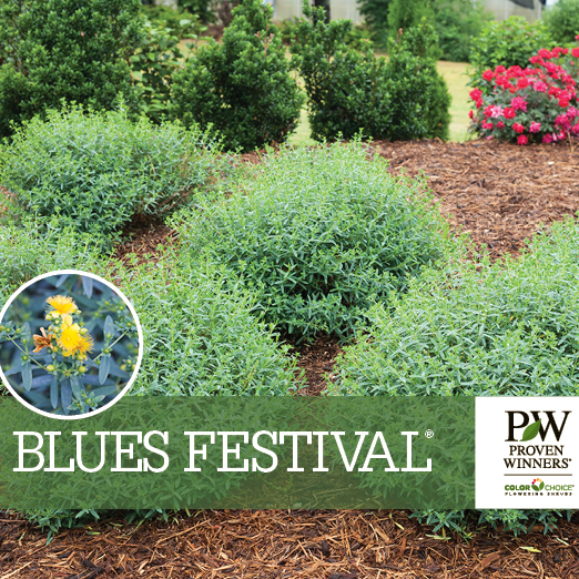 Preview of Blues Festival® Hypericum Benchcard PDF