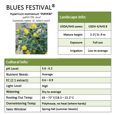 Preview of Blues Festival® Hypericum Grower Sheet PDF