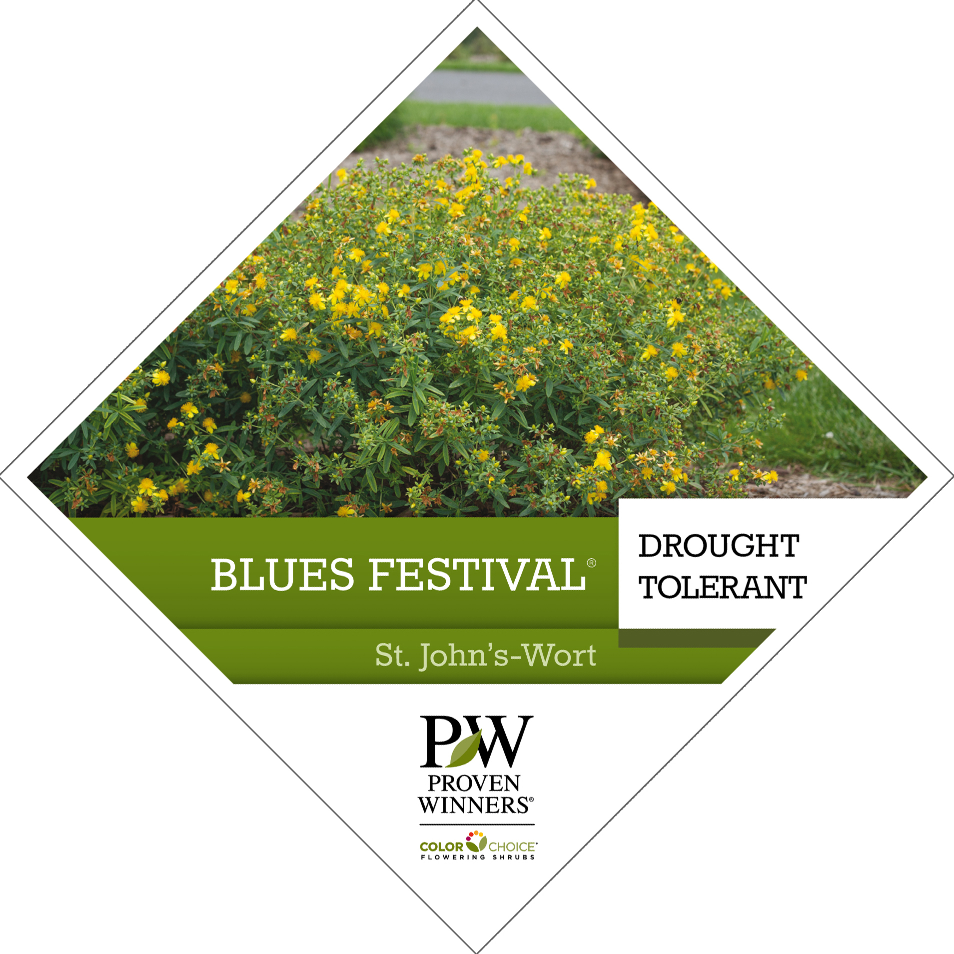 Preview of Blues Festival® Hypericum Tag PDF