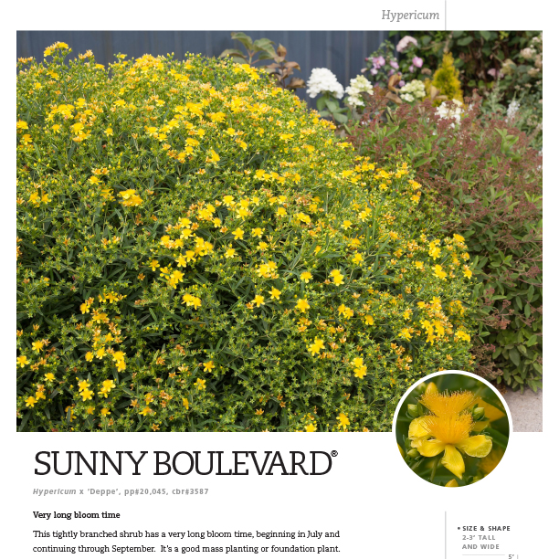 Preview of Sunny Boulevard® Hypericum Spec Sheet PDF