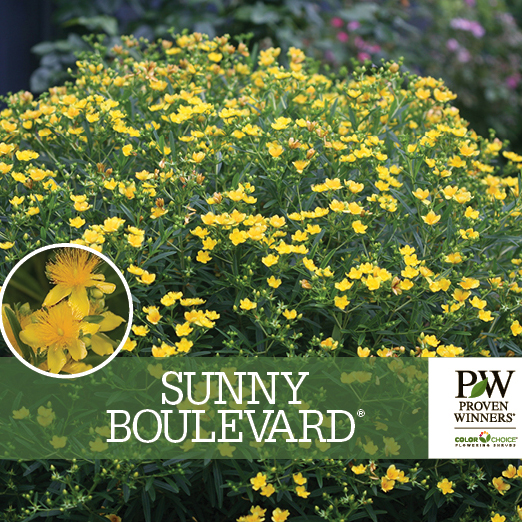 Preview of Sunny Boulevard® Hypericum Benchcard PDF