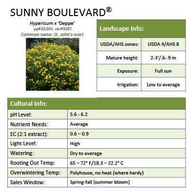 Preview of Sunny Boulevard® Hypericum Grower Sheet PDF