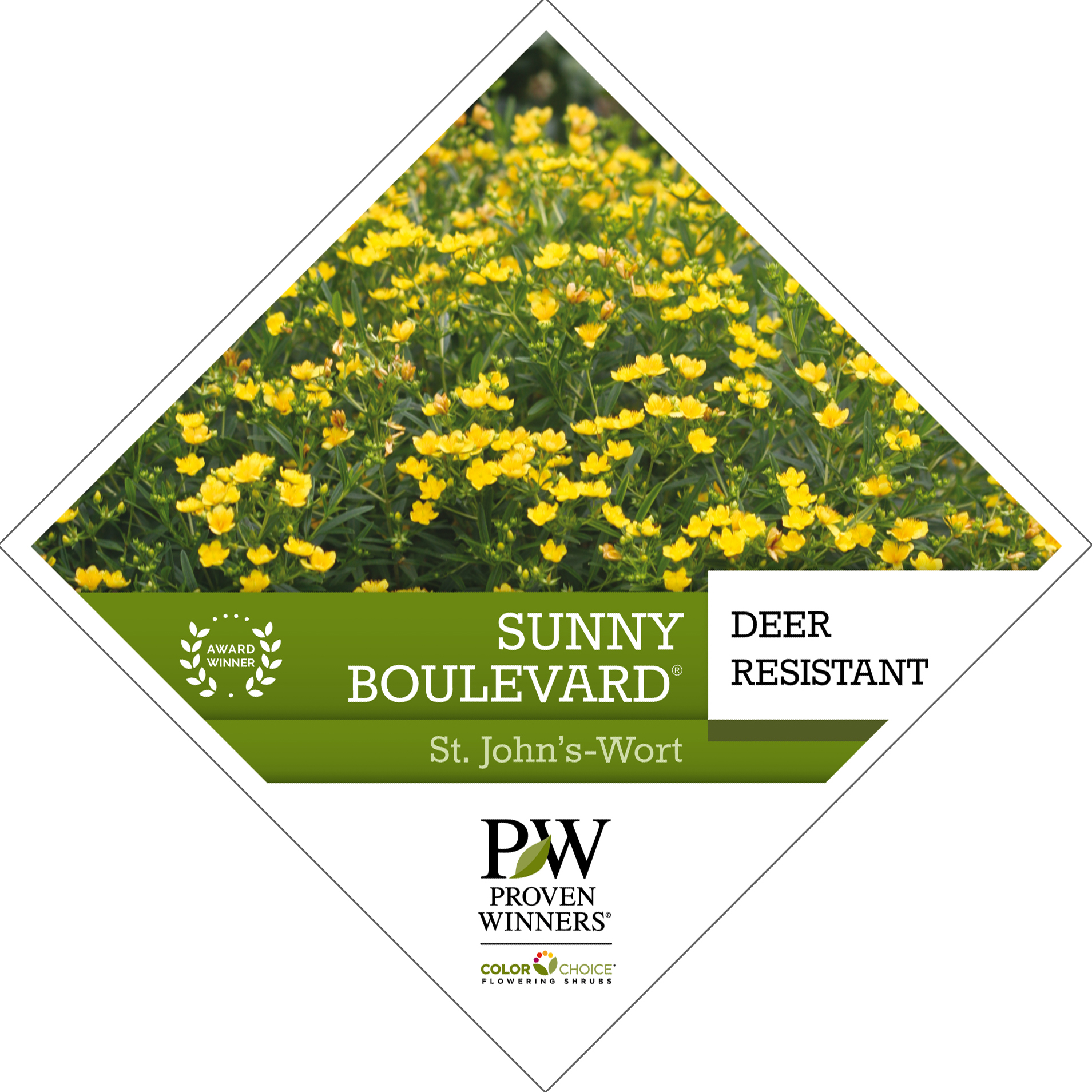Preview of Sunny Boulevard® Hypericum Tag PDF