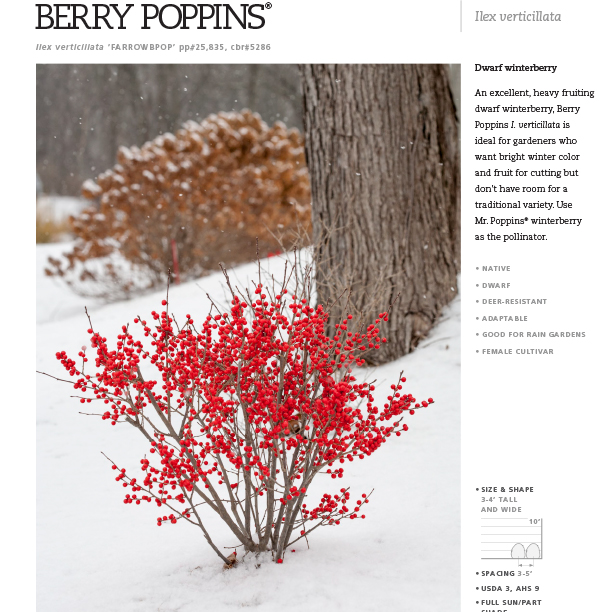 Preview of Berry Poppins® Ilex Spec Sheet PDF