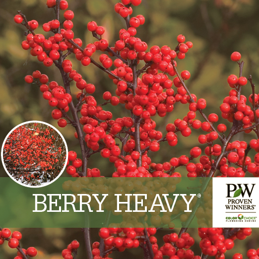 Preview of Berry Heavy® Ilex Benchcard PDF