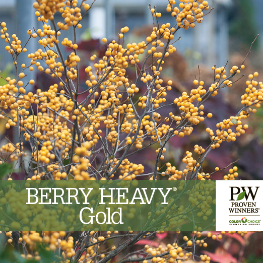 Preview of Berry Heavy® Gold Ilex Benchcard PDF