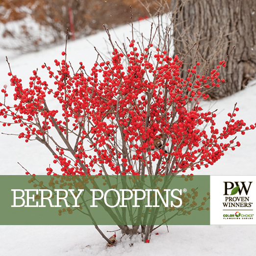 Preview of Berry Poppins® Ilex Benchcard PDF