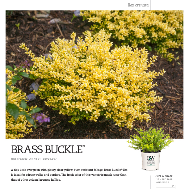 Preview of Brass Buckle® Ilex Spec Sheet PDF