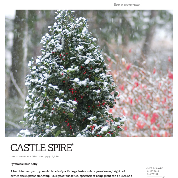 Preview of Castle Spire® Ilex Spec Sheet PDF