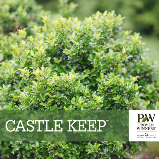 Preview of Castle Keep® Ilex Benchcard PDF