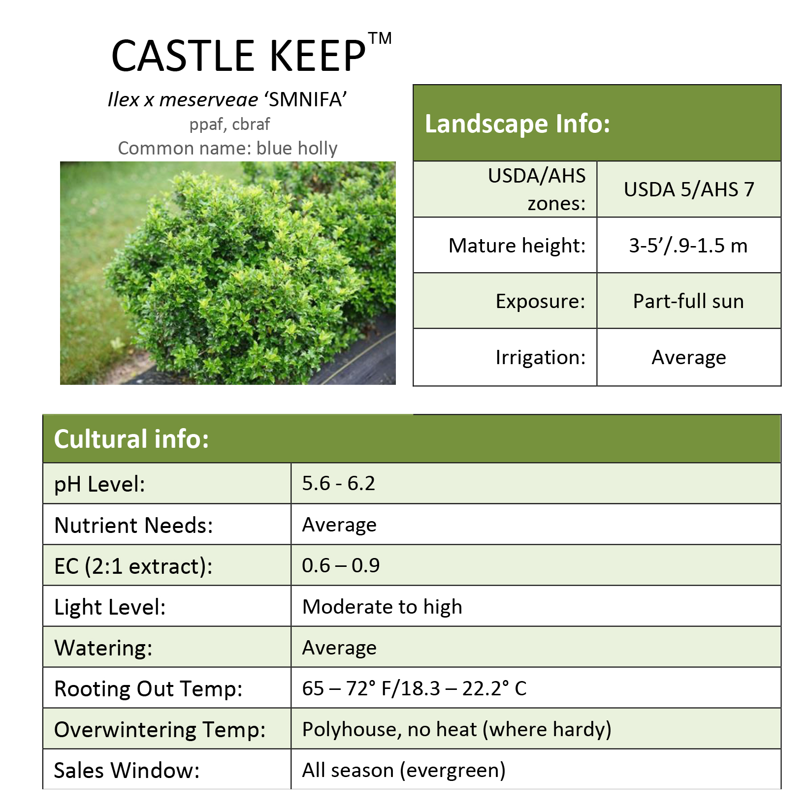 Preview of Castle Keep® Ilex Grower Sheet PDF