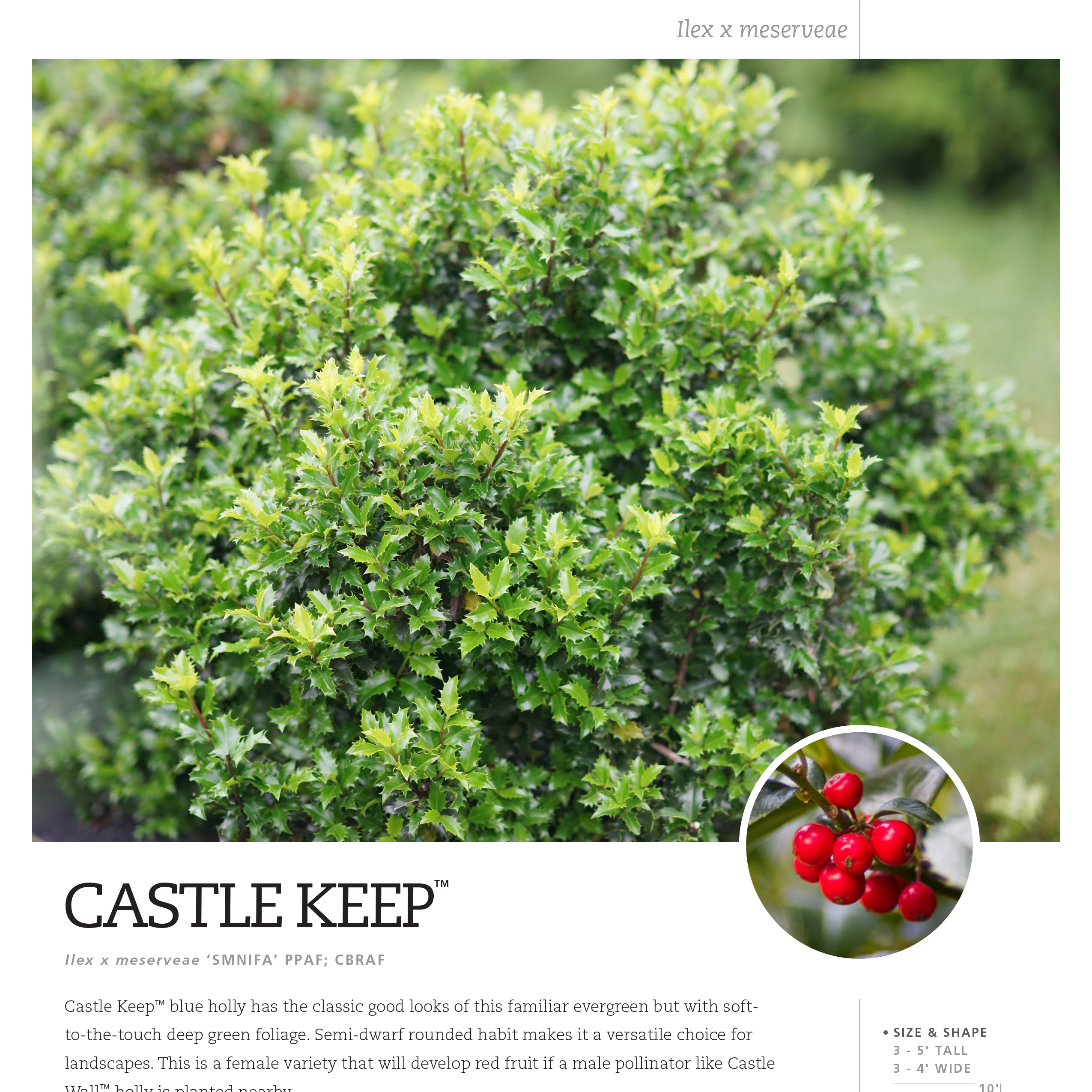 Preview of Castle Keep® Ilex Spec Sheet PDF