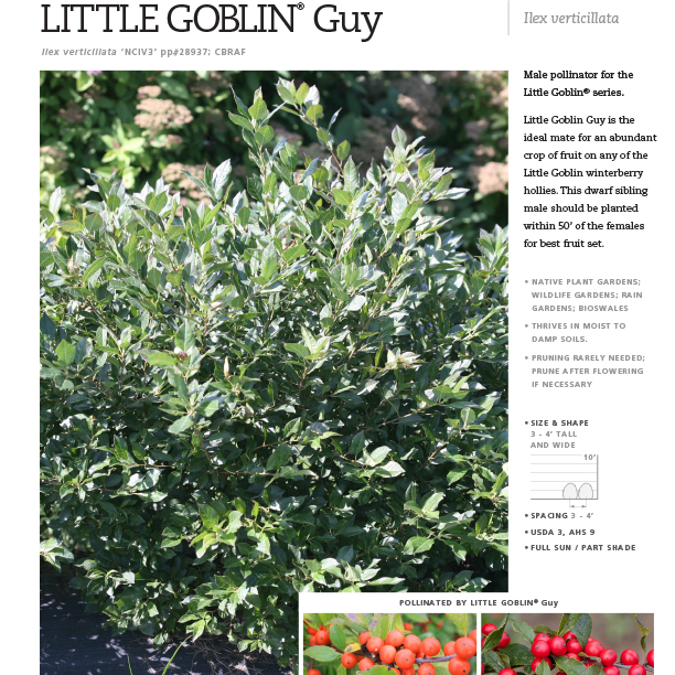 Preview of Little Goblin® Guy Ilex Spec Sheet PDF
