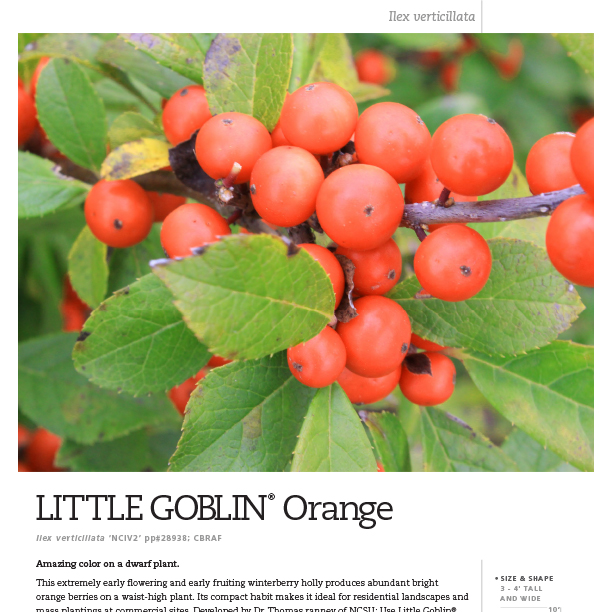 Preview of Little Goblin® Orange Ilex Spec Sheet PDF