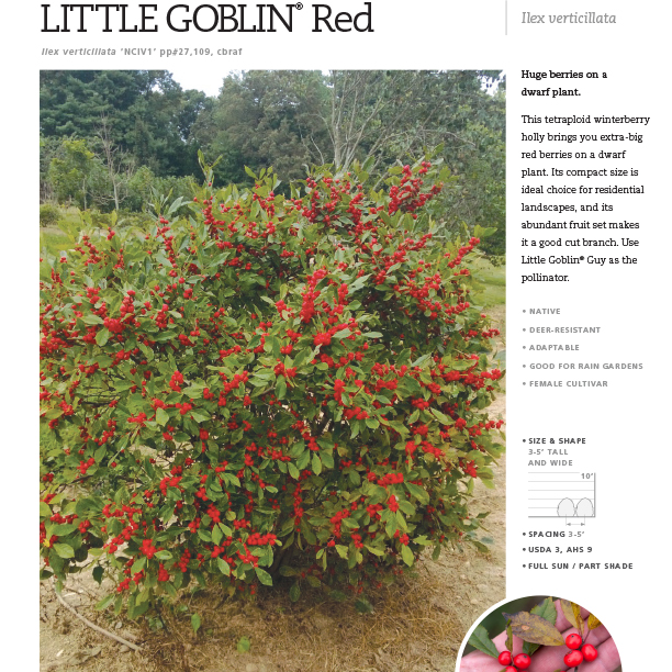 Preview of Little Goblin® Red Ilex Spec Sheet PDF