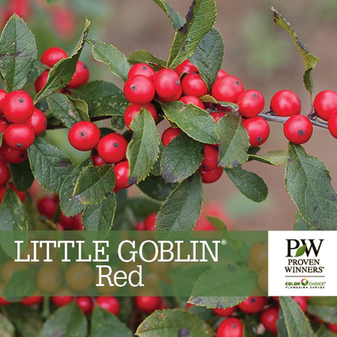 Preview of Little Goblin® Red Ilex Benchcard PDF