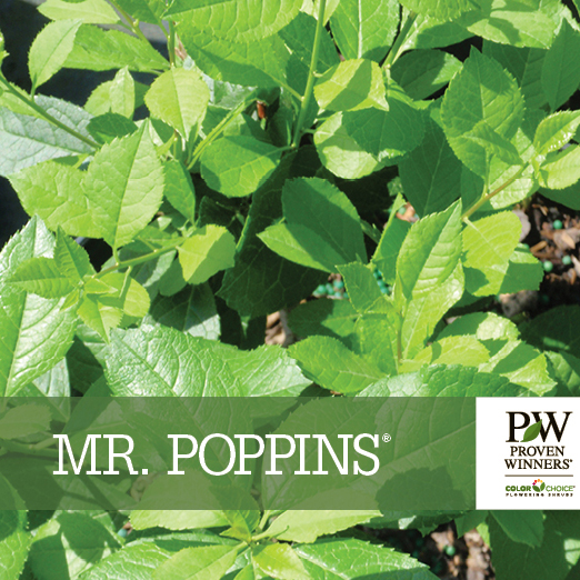Preview of Mr. Poppins® Ilex Benchcard PDF