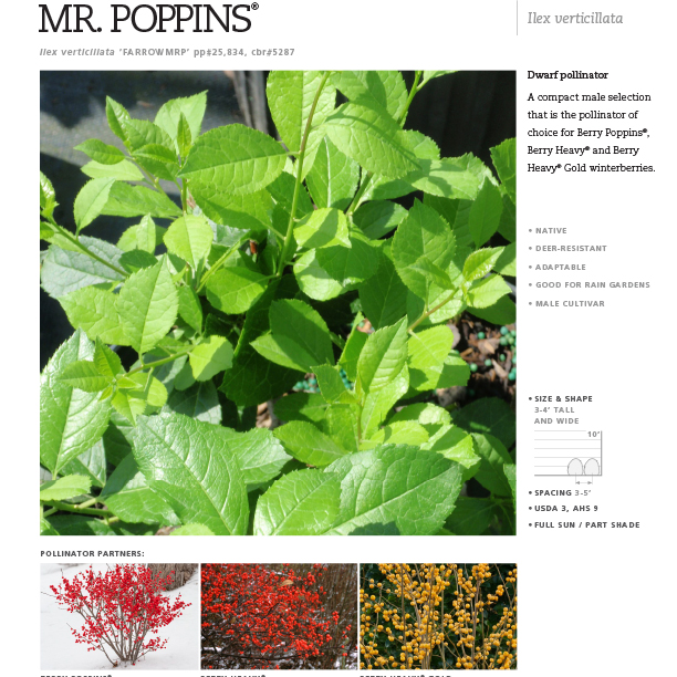 Preview of Mr. Poppins® Ilex Spec Sheet PDF