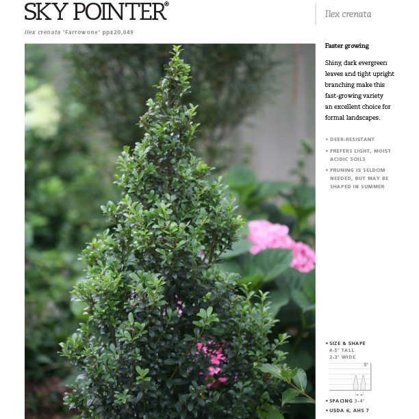 Preview of Sky Box® Ilex Spec Sheet PDF