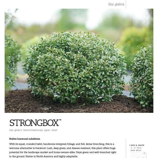 Preview of Strongbox® Ilex Spec Sheet PDF