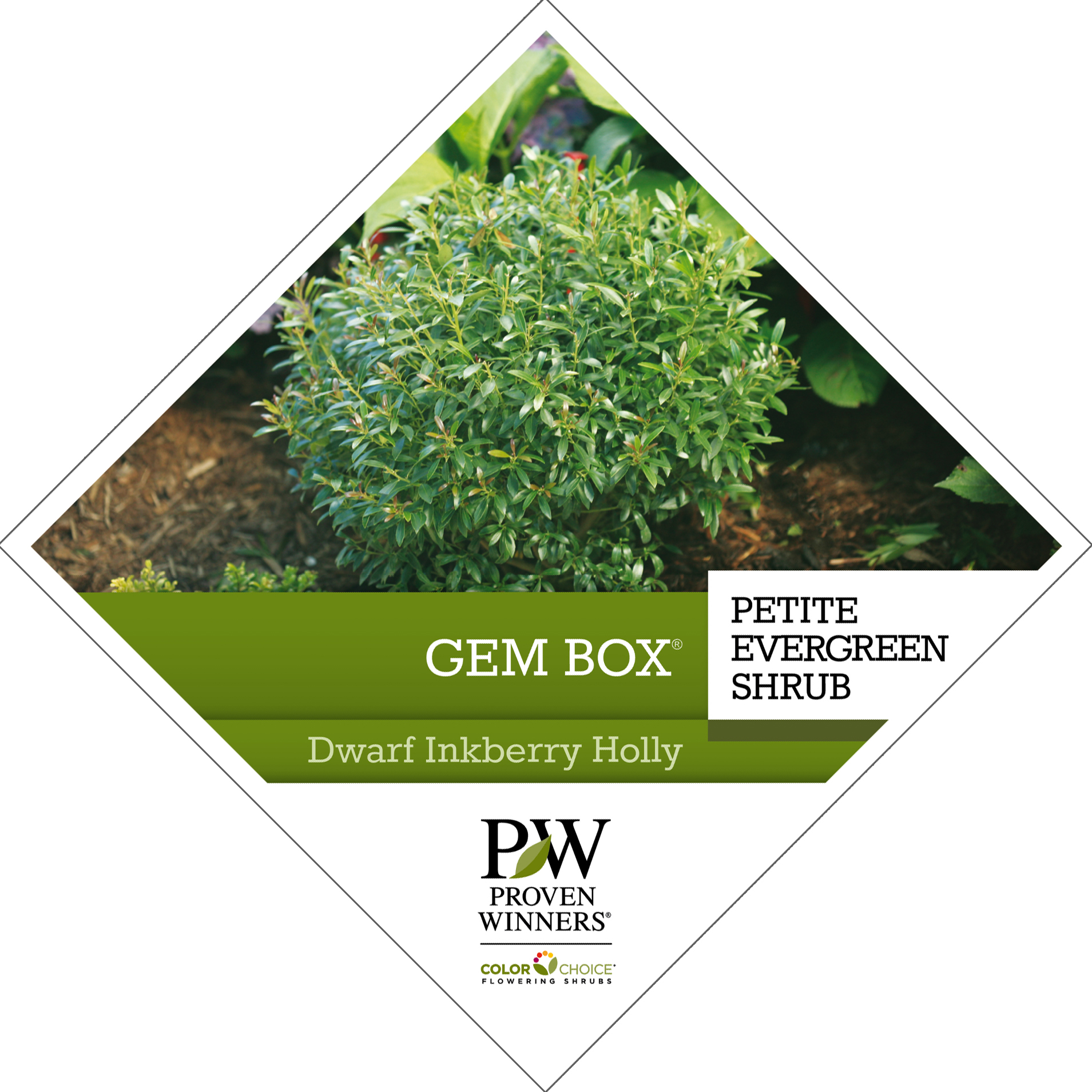 Preview of Gem Box® Ilex Tag PDF