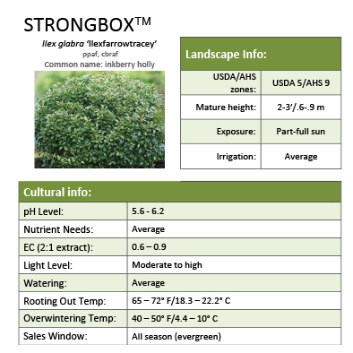 Preview of Strongbox® Ilex Grower Sheet PDF