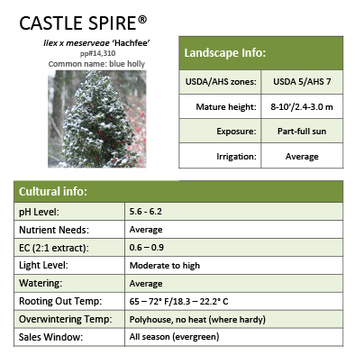 Preview of Castle Spire® Ilex Grower Sheet PDF