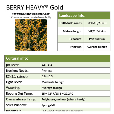 Preview of Berry Heavy® Gold Ilex Grower Sheet PDF