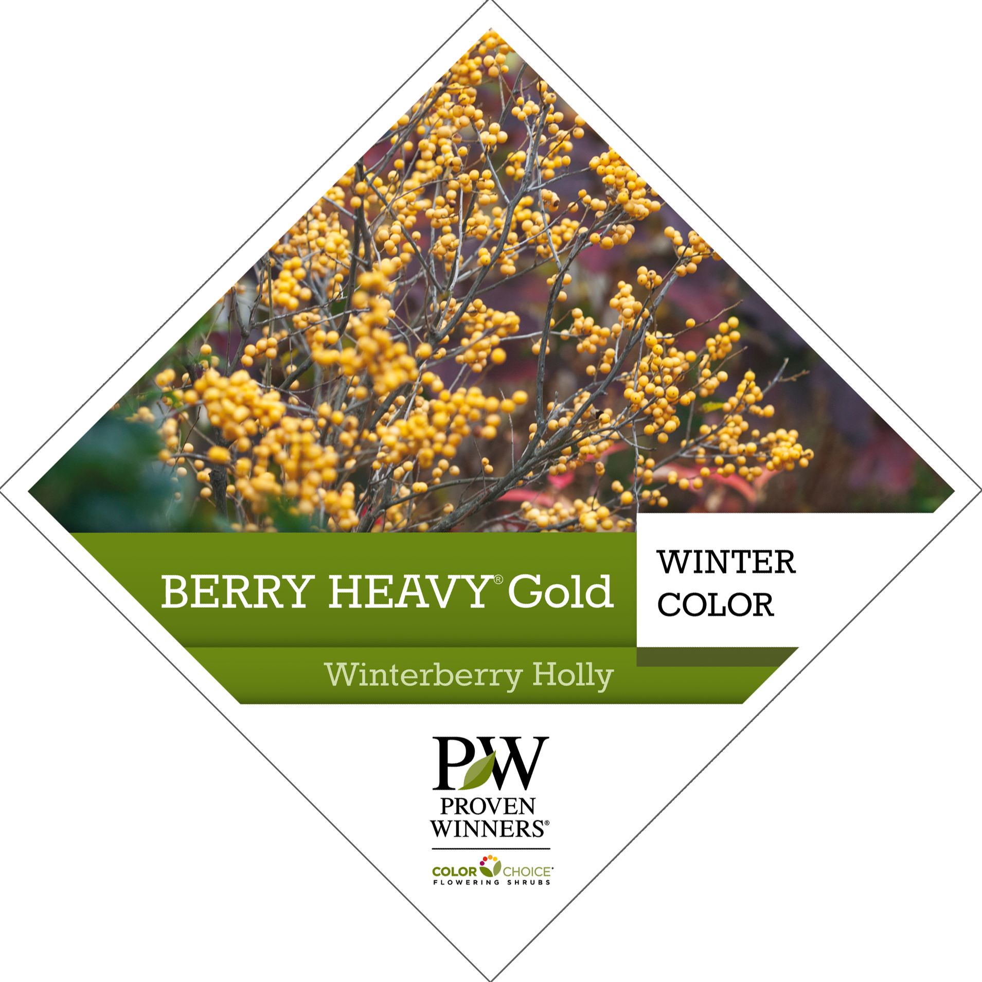 Preview of Berry Heavy® Gold Ilex Tag PDF