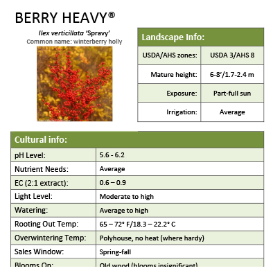 Preview of Berry Heavy® Ilex Grower Sheet PDF
