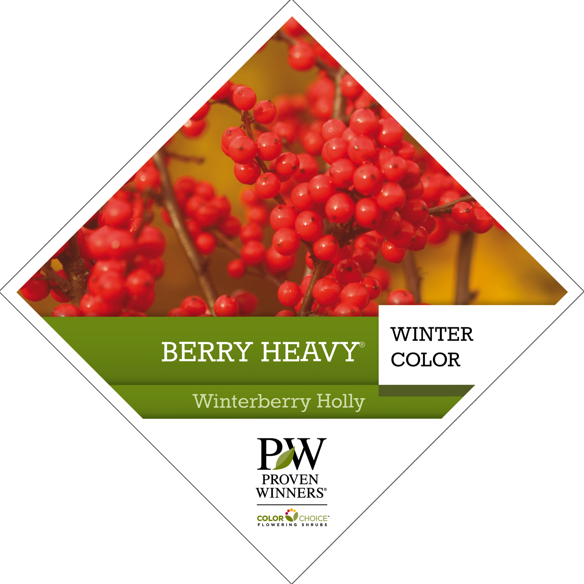 Preview of Berry Heavy® Ilex Tag PDF