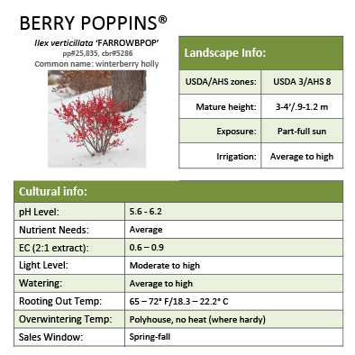 Preview of Berry Poppins® Ilex Grower Sheet PDF