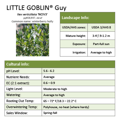 Preview of Little Goblin® Guy Ilex Grower Sheet PDF